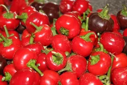 بذر فلفل مینیاتوری قرمز دلمه بسته 10 عددی