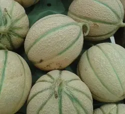 بذر طالبی تو سبز شیرین ایرانی بسته 20 عددی