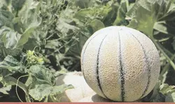 بذر شمام سمسوری خوش عطر اصیل ایرانی بسته ۳۰ عددی