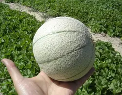 بذر شمام سمسوری خوش عطر اصیل ایرانی بسته ۳۰ عددی