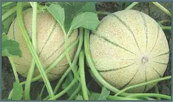 بذر شمام سمسوری خوش عطر اصیل ایرانی بسته ۳۰ عددی