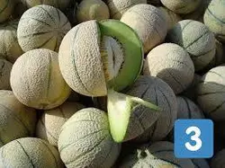بذر شمام سمسوری خوش عطر اصیل ایرانی بسته ۳۰ عددی