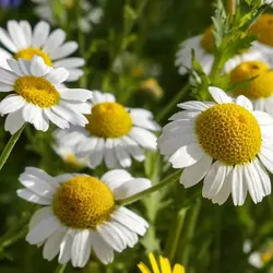 بذر بابونه آلمانی بسته 500 عددی