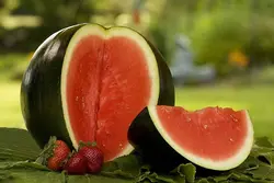 بذر هندوانه شوگربیبی استاندارد آمریکایی بسته 20 عددی