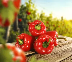 بذر فلفل دلمه قرمز آمریکایی بسته 20 عددی