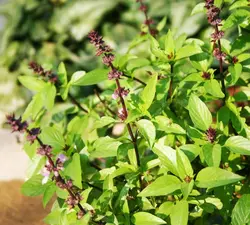 بذر ریحان وانیلی روسی بسته 50 عددی