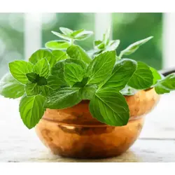 بذر پونه خوش عطر اصیل ایرانی بسته ۲۰۰ عددی