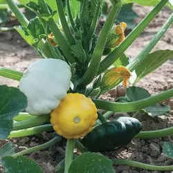 بذر کدو ستاره ای رنگارنگ بسته 10 عددی