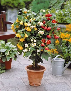 بذر گل ابوتیلون هلندی معطر گلدانی بسته 10 عددی