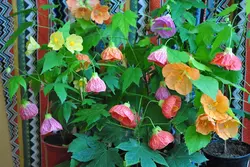 بذر گل ابوتیلون هلندی معطر گلدانی بسته 10 عددی