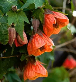 بذر گل ابوتیلون هلندی معطر گلدانی بسته 10 عددی