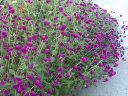 بذر گل تکمه ای پابلند ارغوانی بسته 100 عددی