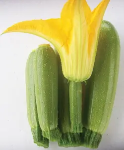 بذر کدو خورشتی سبز روشن بسته 25 عددی