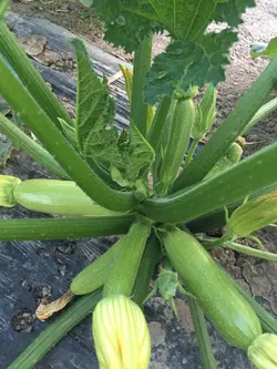 بذر کدو خورشتی سبز روشن بسته 25 عددی
