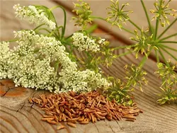 بذر زیره سیاه اصیل ایرانی بسته 200 عددی