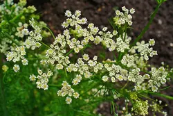 بذر زیره سیاه اصیل ایرانی بسته 200 عددی