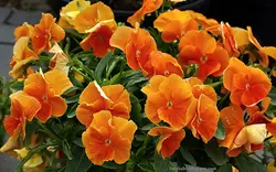 بذر گل بنفشه خوراکی تزئینی حنایی بسته 300 عددی