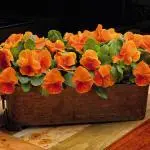 بذر گل بنفشه خوراکی تزئینی حنایی بسته 300 عددی