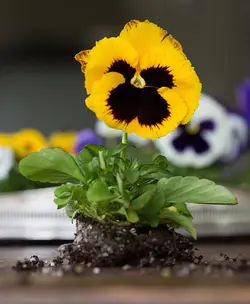 بذر گل بنفشه خوراکی تزئینی زرد خالدار بسته 300 عددی