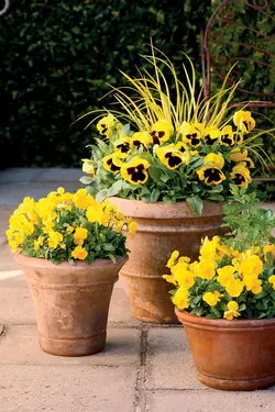 بذر گل بنفشه خوراکی تزئینی زرد خالدار بسته 300 عددی