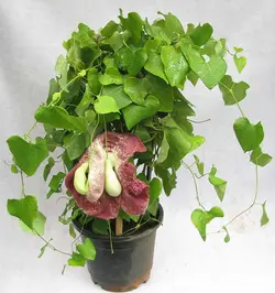 بذر پیپ هلندی رینجنز معطر بسته 5 عددی