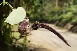 بذر پیپ هلندی رینجنز معطر بسته 5 عددی