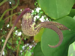 بذر پیپ هلندی رینجنز معطر بسته 5 عددی