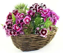 بذر گل بوقلمون پاکوتاه گلدانی رنگارنگ ایتالیایی بسته 100 عددی