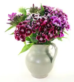 بذر گل بوقلمون پاکوتاه گلدانی رنگارنگ ایتالیایی بسته 100 عددی