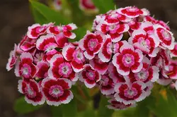 بذر گل بوقلمون پاکوتاه گلدانی رنگارنگ ایتالیایی بسته 100 عددی