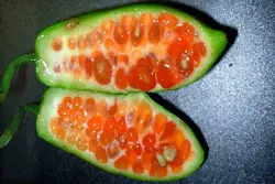 بذر خیار سرخ بسته 2 عددی