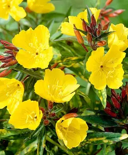 بذر گل مغربی زرد معطر آمریکایی بسته 100 عددی