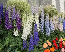 بذر گل دلفینیوم رنگارنگ بسته 100 عددی ایتالیایی