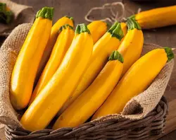 بذر کدو خورشتی طلایی استاندارد بسته 20 عددی