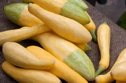 بذر کدو خورشتی دورنگ استاندارد ایتالیایی بسته 20 عددی