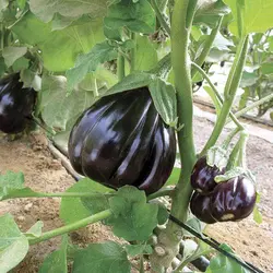 بذر بادمجان دلمه سهراب بسته 20 عددی