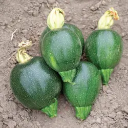 بذر کدو دلمه سبز تیره ایتالیایی بسته 20 عددی