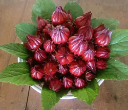 بذر چای ترش قرمز یا رز چینی بسته 50 عددی