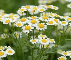 بذر بابونه رومی چندساله بسته 200 عددی