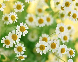 بذر بابونه رومی چندساله بسته 200 عددی