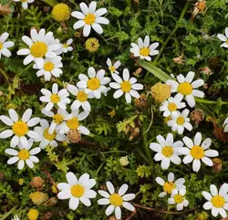 بذر بابونه رومی چندساله بسته 200 عددی