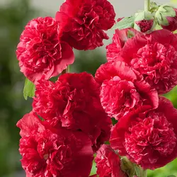 بذر گل ختمی پرپر قرمز بسته 50 عددی