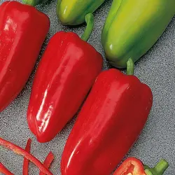 بذر فلفل مخروطی تند روسی بسته 10 عددی