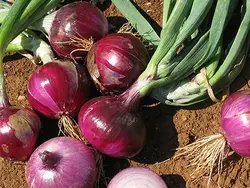 بذر پیاز قرمز ایتالیایی بسته 50 عددی