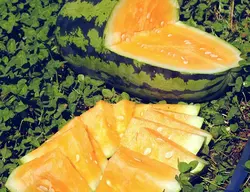 بذر هندوانه نارنجی ارگانیک بسته ۶ عددی