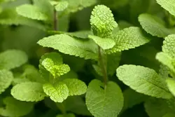 بذر نعنا موهیتو بسته 30 عددی