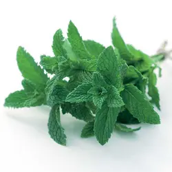 بذر نعنا موهیتو بسته 30 عددی