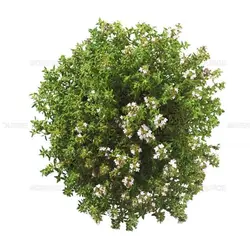 بذر آویشن باغی معطر بسته 200 عددی