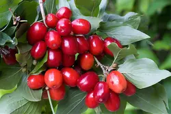 بذر درخت زغال اخته باکو فوق درشت بسته 3 عددی