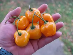 بذر فلفل دلمه مینیاتوری نارنجی بسته 10 عددی